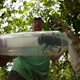 Entomologist and bee expert Eli Wyman with the first rediscovered individual of Wallace’s giant bee (Megachile pluto) in the Indonesian islands of the North Moluccas.